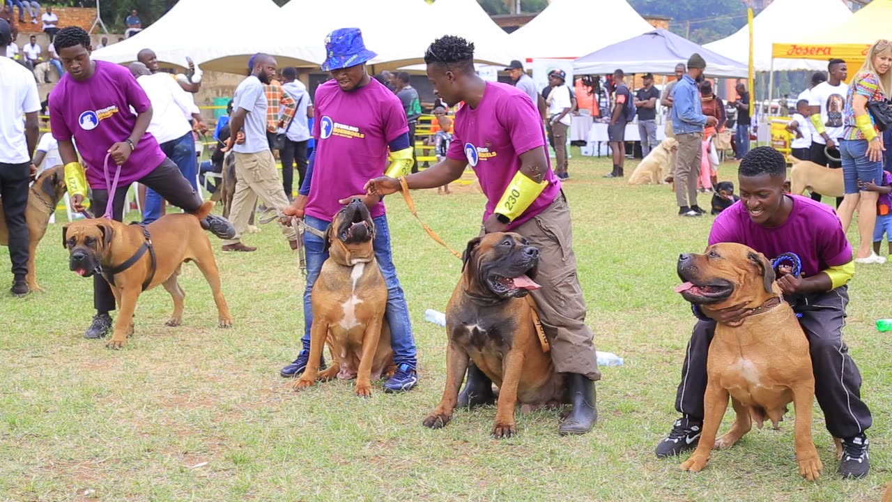 Boerboel Ready For The show