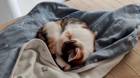 Best 24 cute cat story in 2024