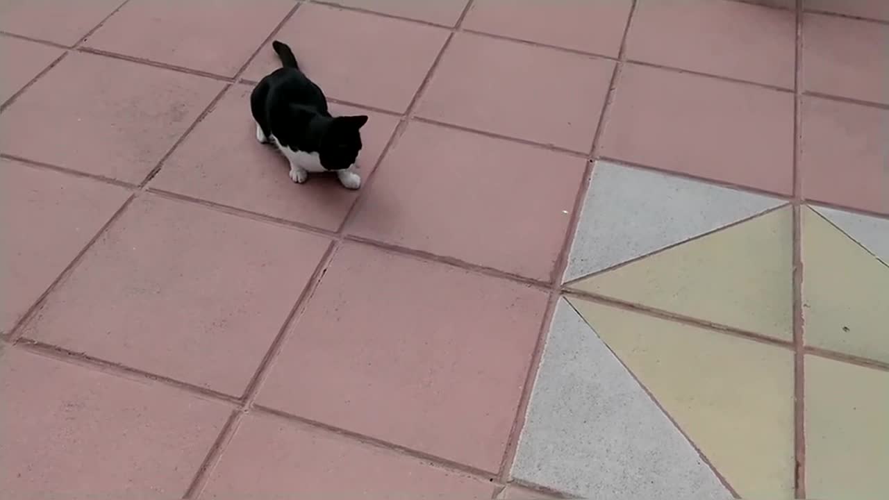Funny & Cute Cat Compilation Video