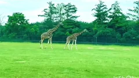 Wildlife Brave Giraffe walk