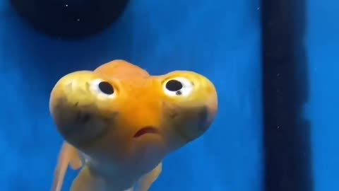 Can anyone identify this fish? 🤣⁠