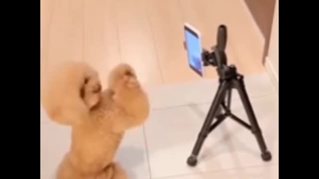 quite dog