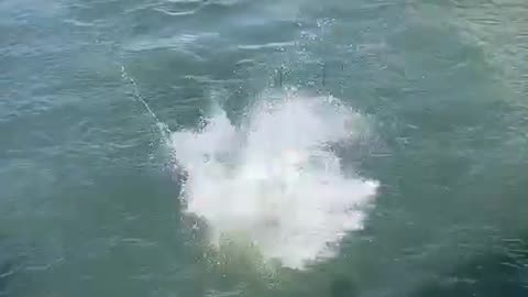 Man Fumbles Dive and Slips Into the Drink