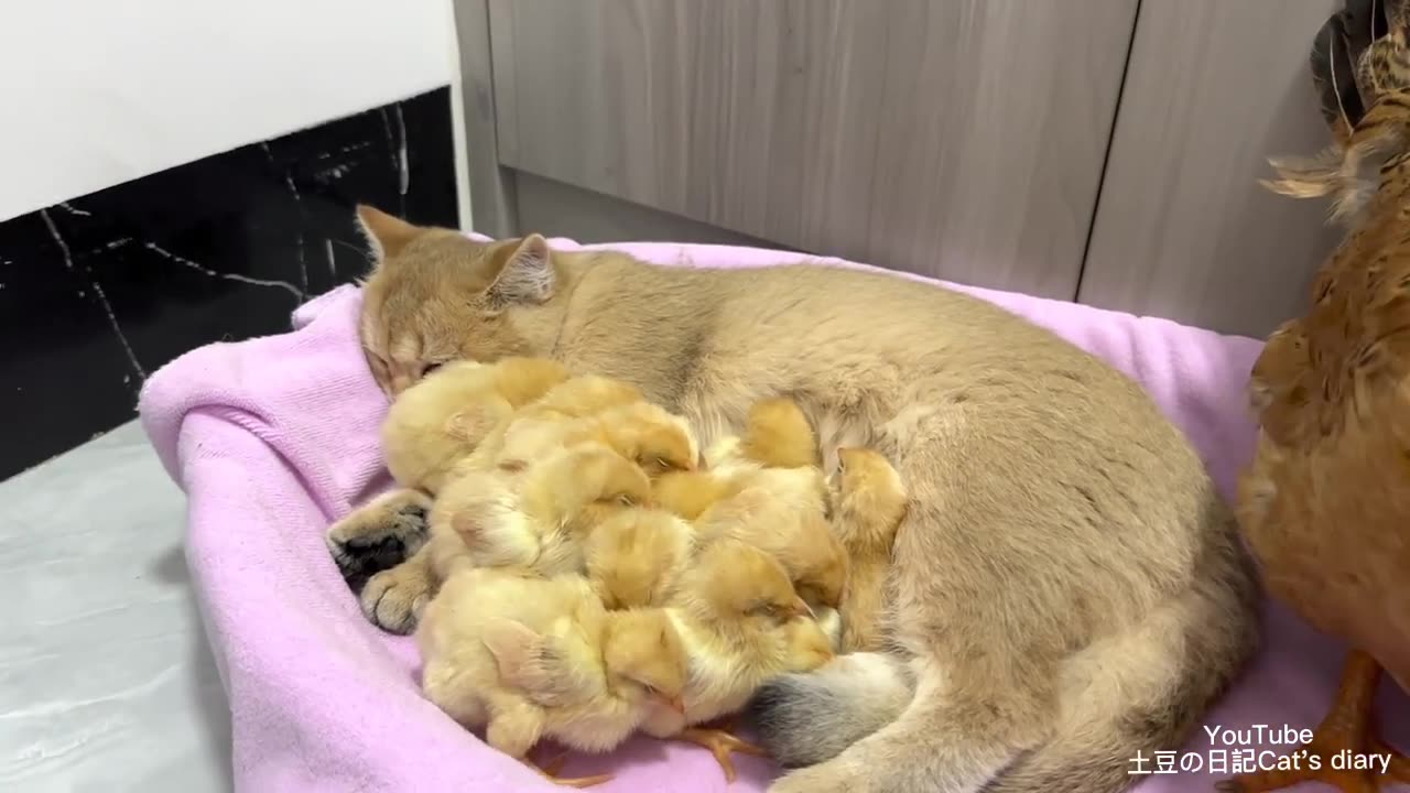 The chick jumped into the basket and slept with the kitten. And the hen guarded by the side.😽🐥