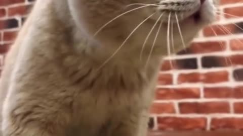 Super cute cat😹