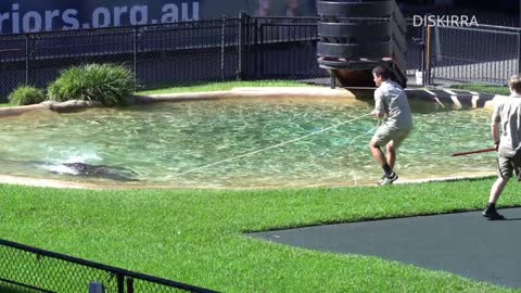 Crazy Scrappa Chases Robert Around The Crocoseum _ Australia Zoo