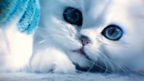 Cute cat short reel😻