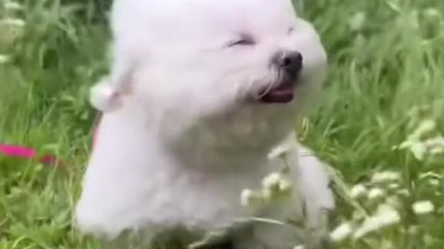 The puppy loves to blow