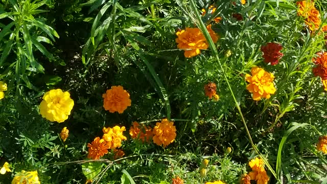 Yellow Garden Spider