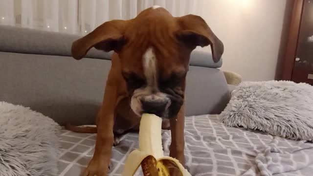 Masha boxer dog. Tasty this banana. Episode 16