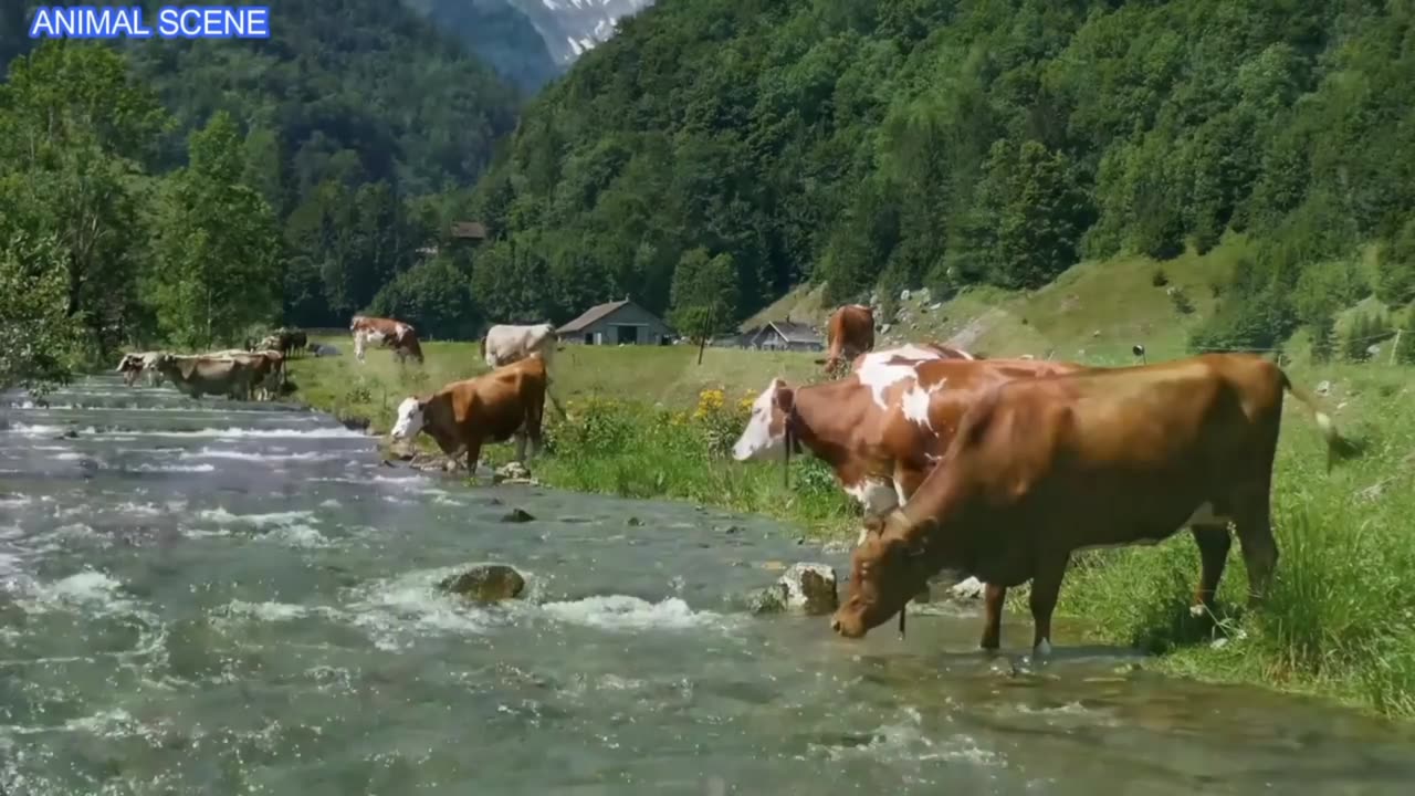 Some new animals! / कुछ नया जानवर 🐧🐦🐈🐒🐁