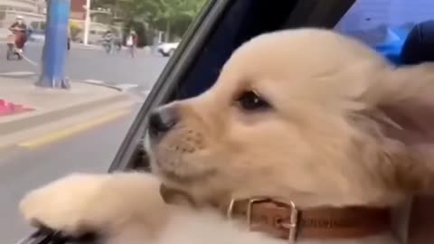 Cute dogs video