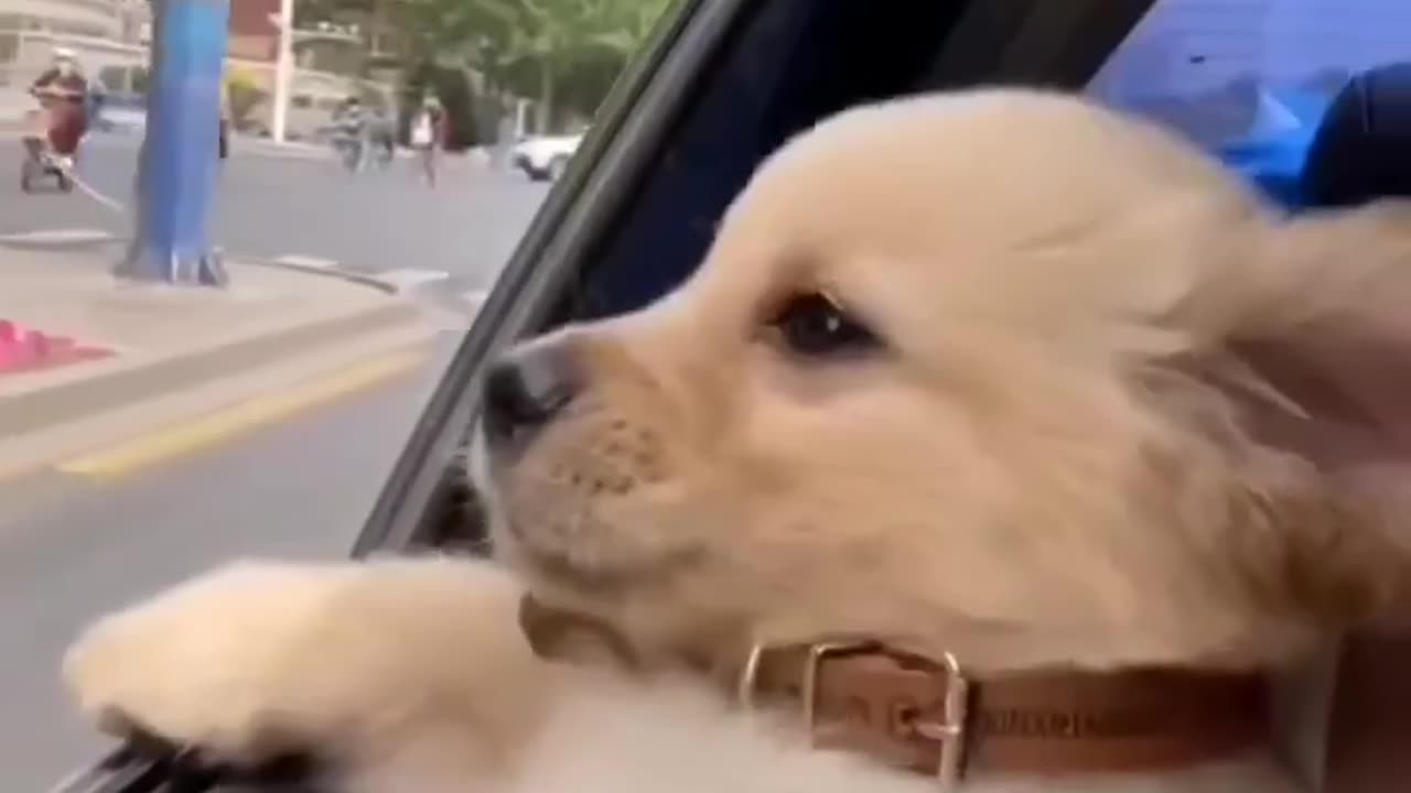 Cute dogs video