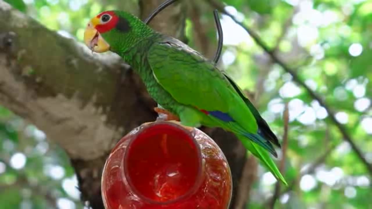 Birds, squirrel & nature