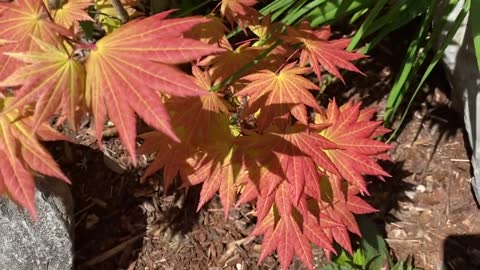 Autumn moon Japanese maple - color explosion