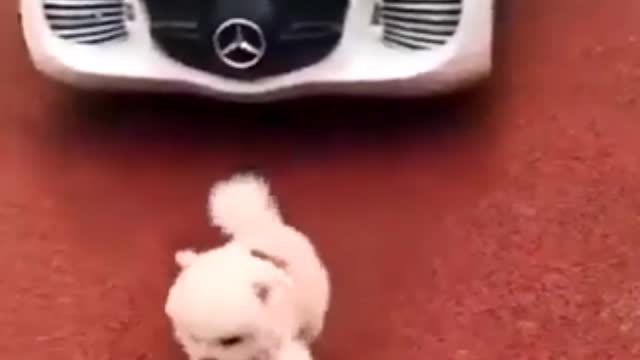 cute & funny dog -funny dog #shorts