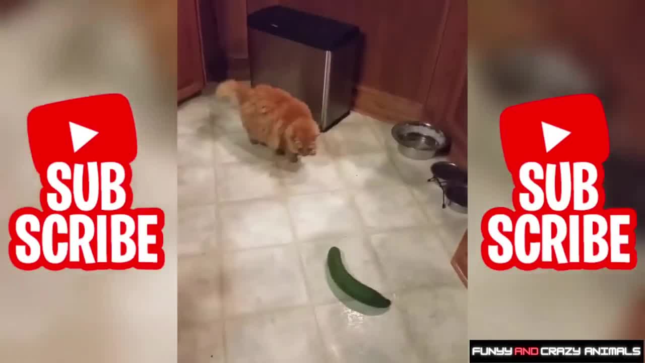 CATS AFRAID OF CUCUMBERS | 😻 Best Of The 2021 Funny Animal Videos 🐶