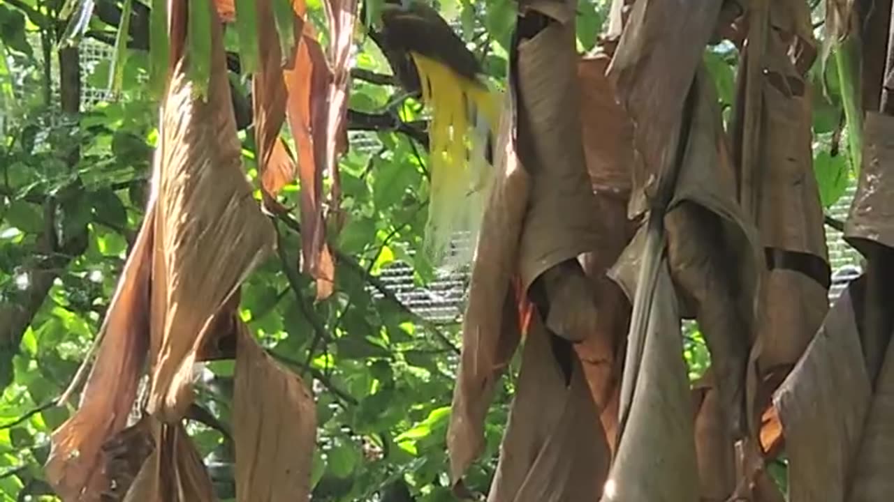 The Raggiana bird-of-paradise (Paradisaea raggiana) enjoying the rain.