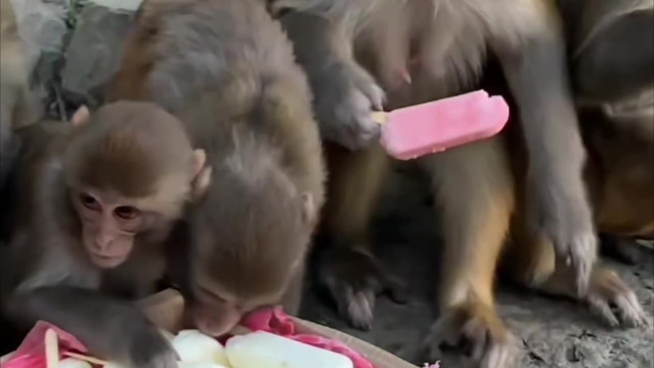 Monkey enjoying icecream by group funny