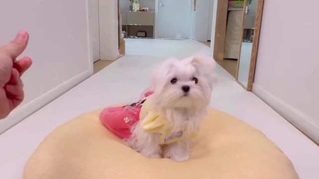 즐추 되세요🥰 #미소아라 #티티 #틱톡애니멀 #파트너크리에이터 #내펫직캠 #내펫꿀템 #tryme #pet #foryou #fyp