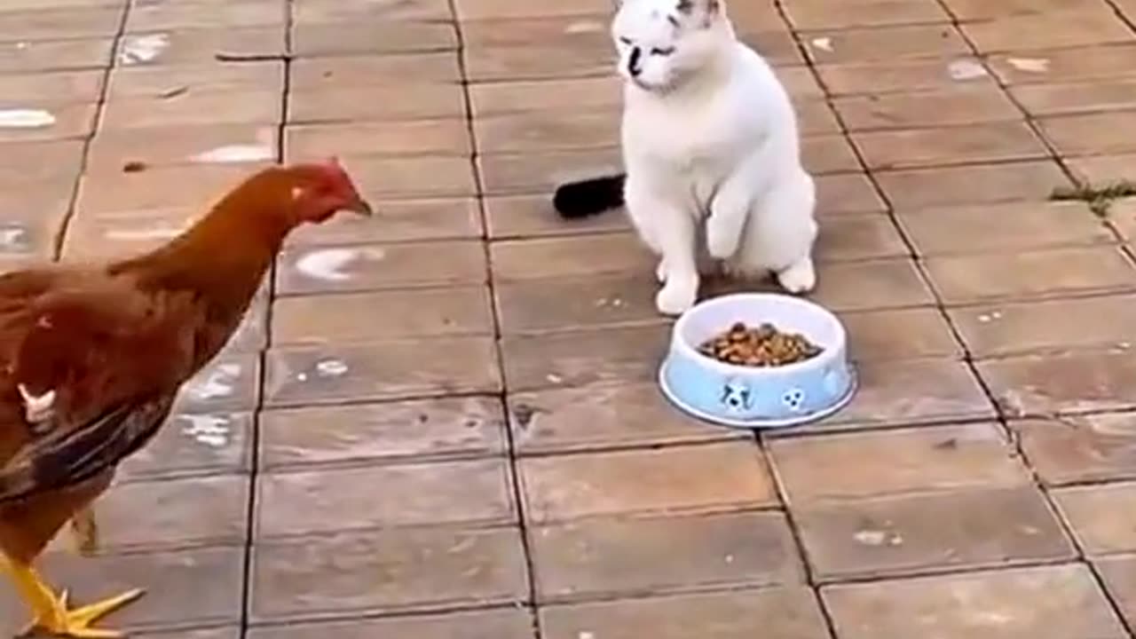 Funny animals