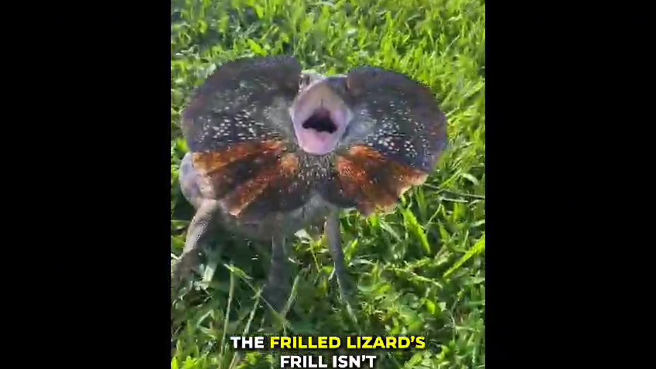 Frilled Lizard | A Freaky Dragon