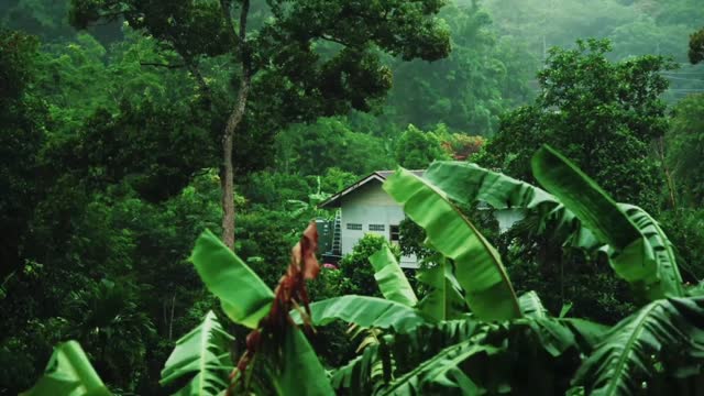 Sleep in 2 minutes to heavy rain in the middle of the night. ASMR Sleep Rain Sounds with Nature