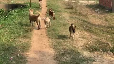 Street Dogs Chase Lady With Children - A boy Protected Him Self - Video Animal Blog