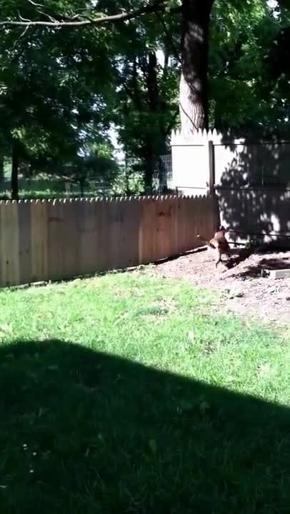 Proud Man Stands Back To Marvel At Fence He Built To Keep Dog In