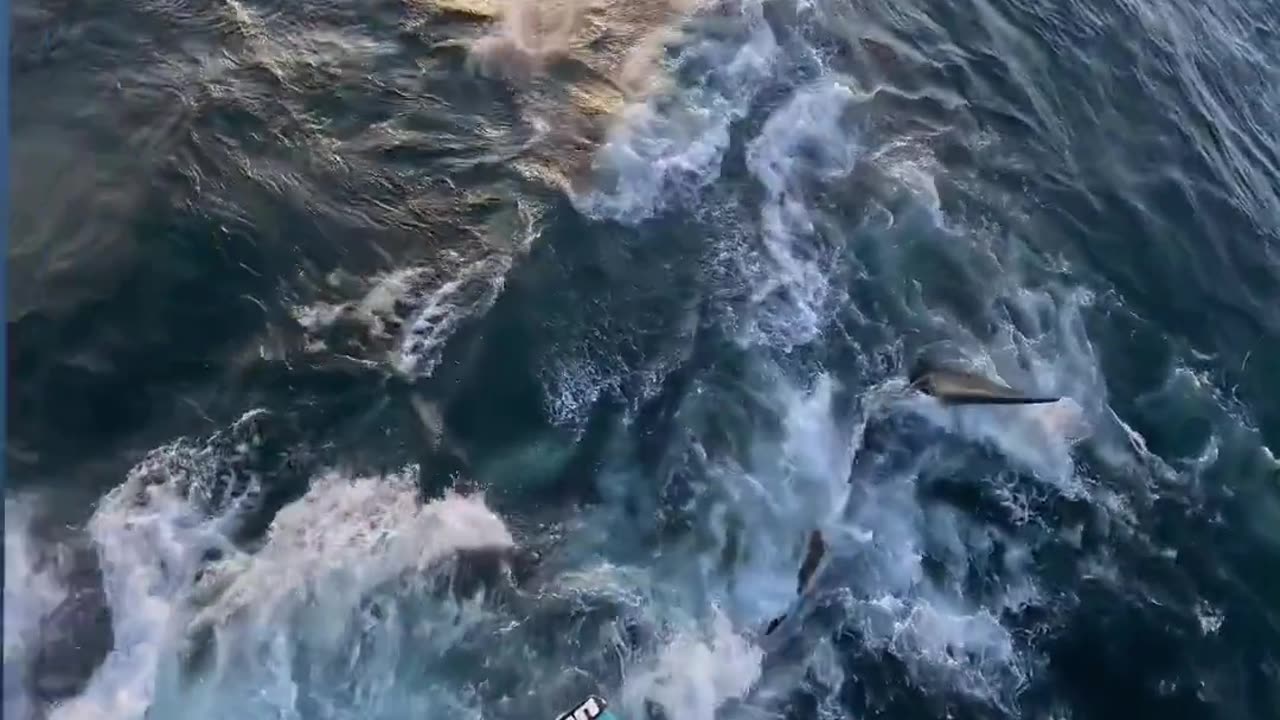 Parachute life amazing video