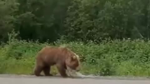 A man wanted to feed a bear on the Milkovskaya highway, but something obviously went wrong...