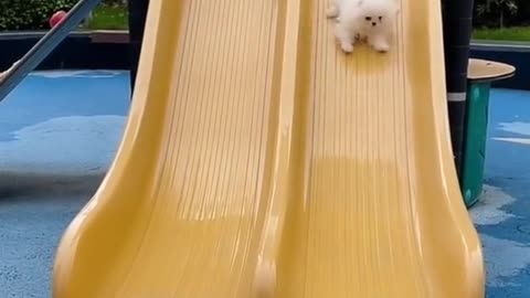 Cute and funny puppies #shorts