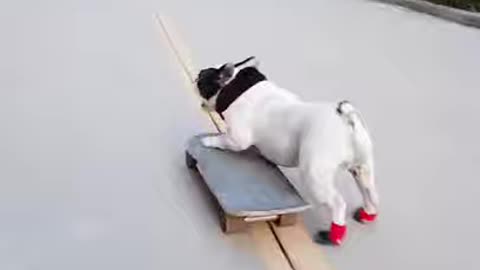 Cute dog scating