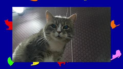 ONE MINUTE OF CATS 074