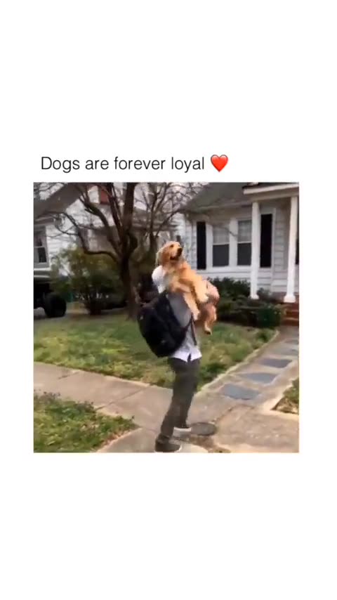 DOGS!!!! Dog is GOD Spelled backwards!!!!