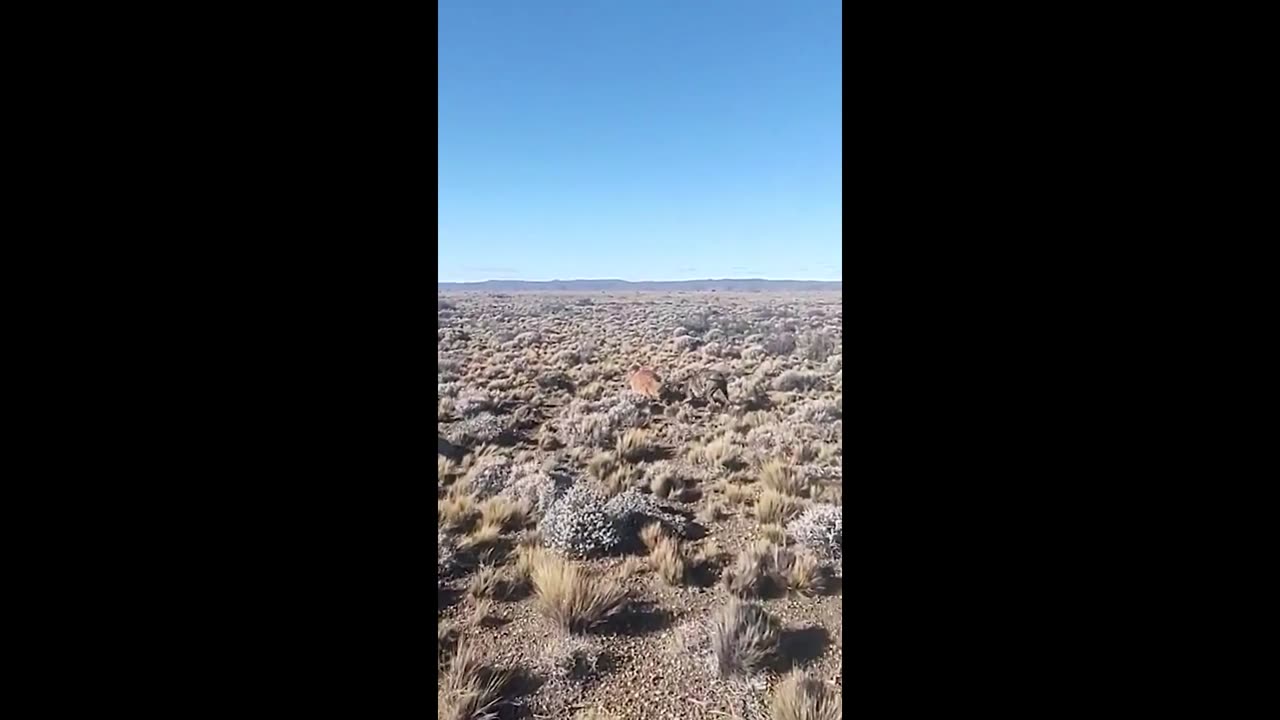guanaco compilation