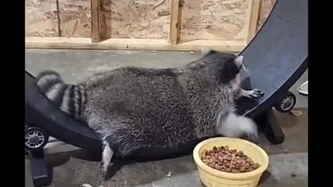 Raccoon Snacks on Exercise Wheel