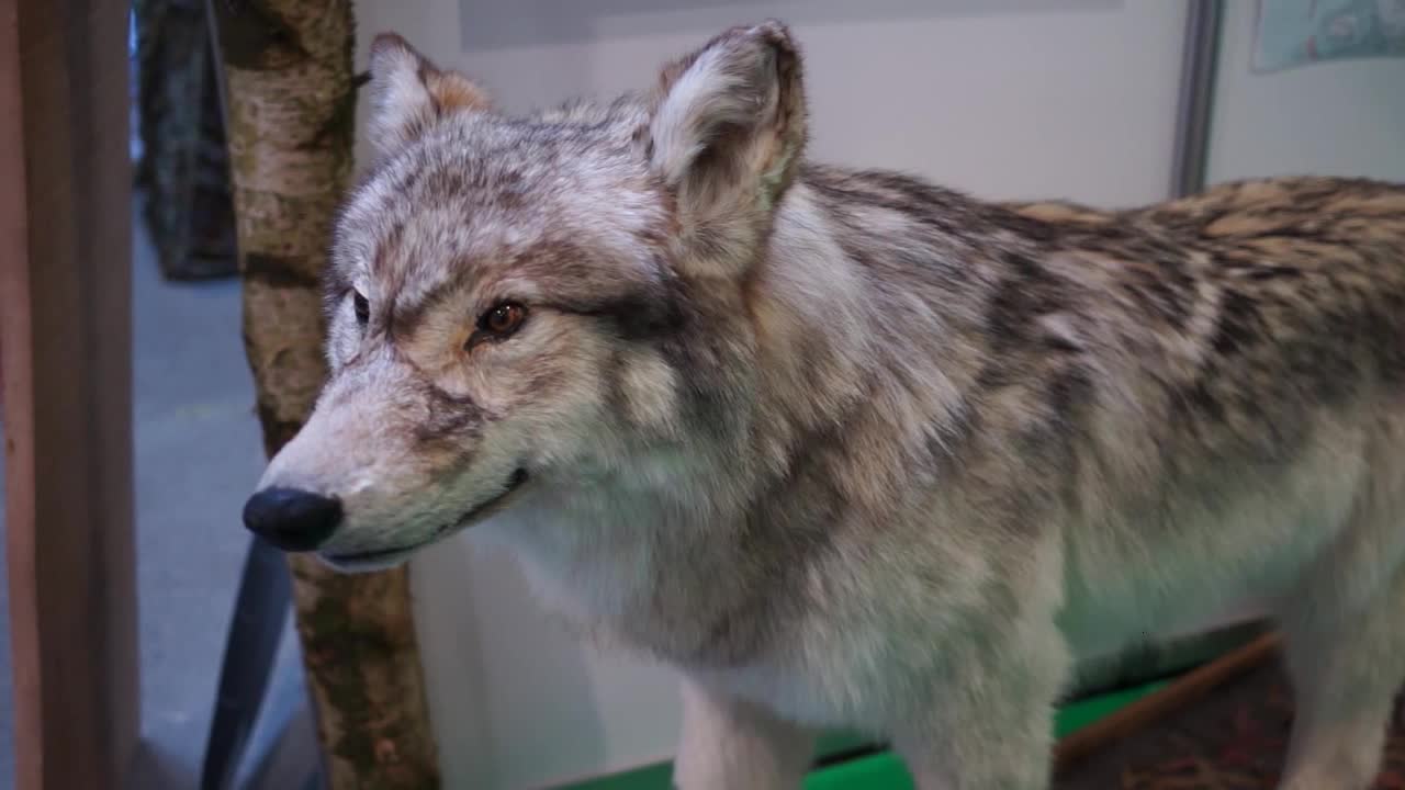 Wolf