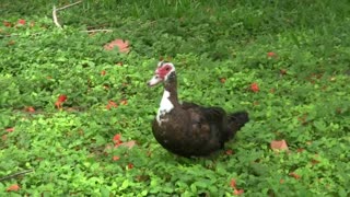 Ducks Enjoying The Summer