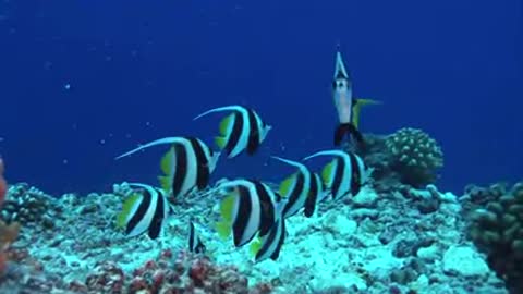 Tropical fish on coral Reef 1080p