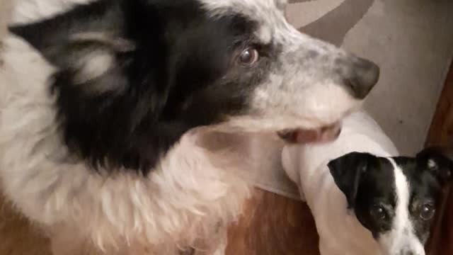 Ned The Border Collie Says Please But Roxy cant speak