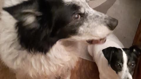 Ned The Border Collie Says Please But Roxy cant speak