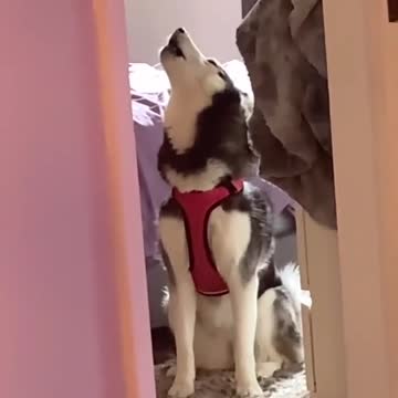 ADORABLE HUSKY DOESN'T WANT TO GO WITH OWNER.mp4