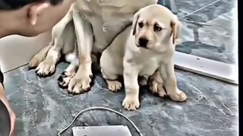See mother,s love