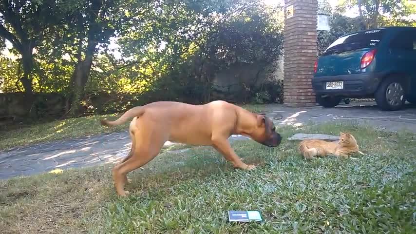 Bullmastiff vs Cat