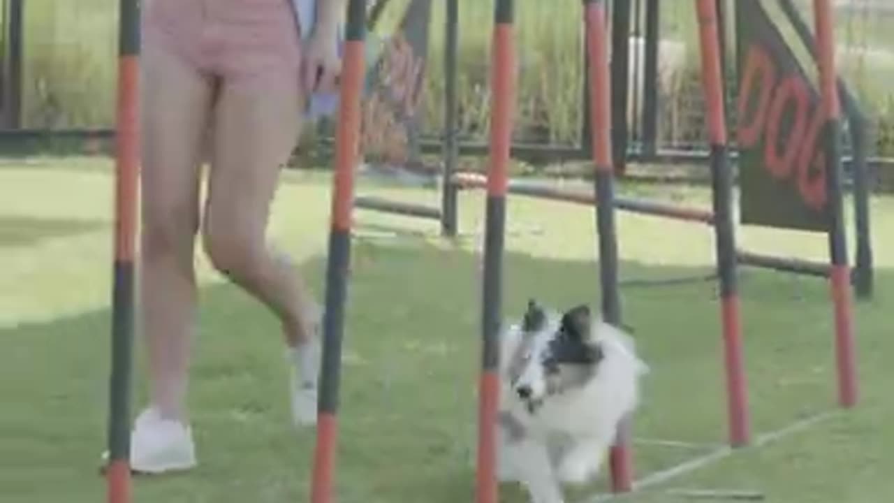 Women teaching a dog new short video