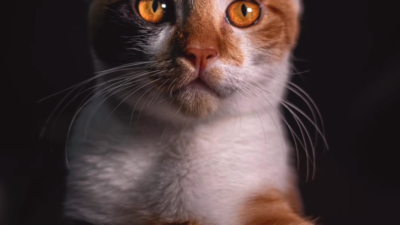 Catππ