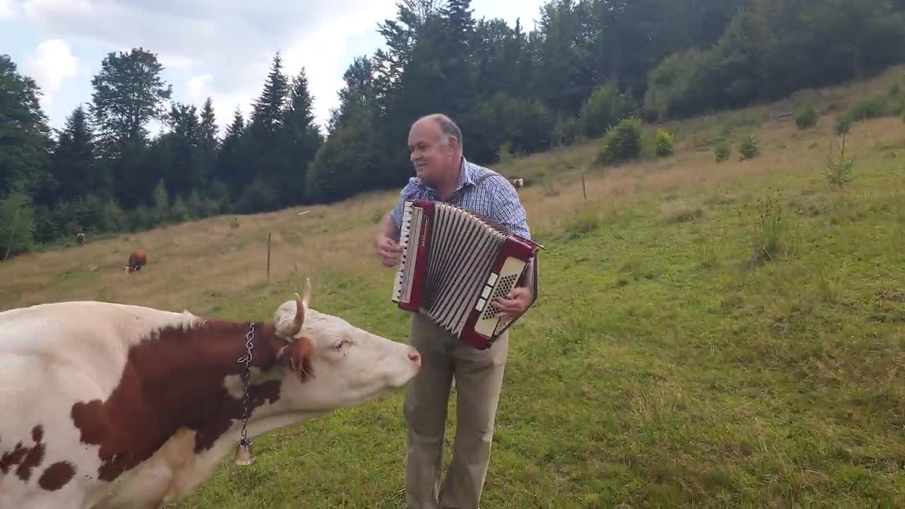 Cow in love with accordion