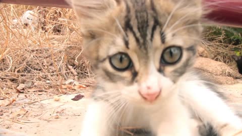 A Cat playing with Camera😀