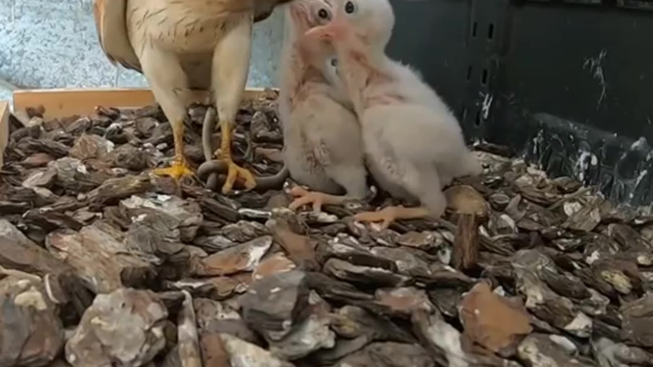 Falcon Mother Feeding Thier Child | Discovery